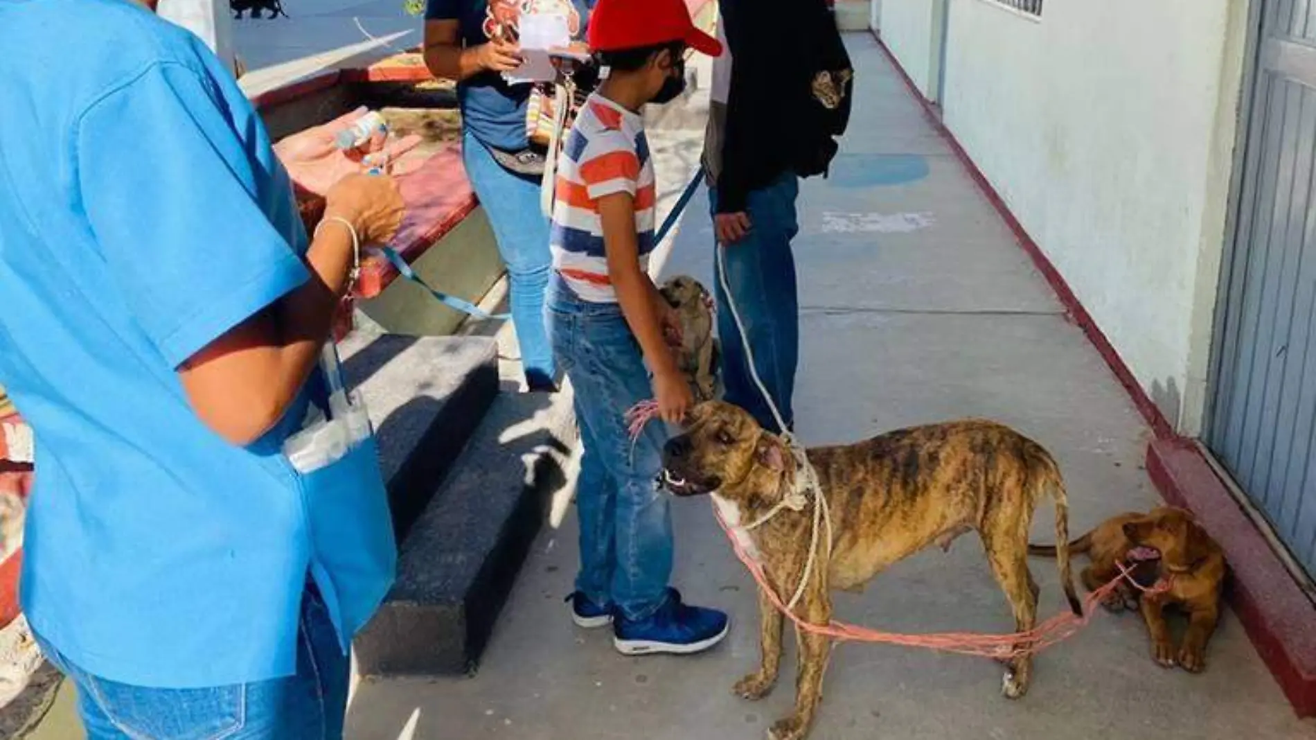 Mascota perros estrilizacion vacuna